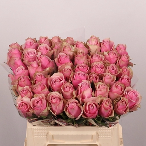 R GR ATHENA ROYALE