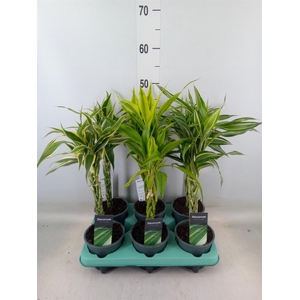 Dracaena sand.   ...mix 3