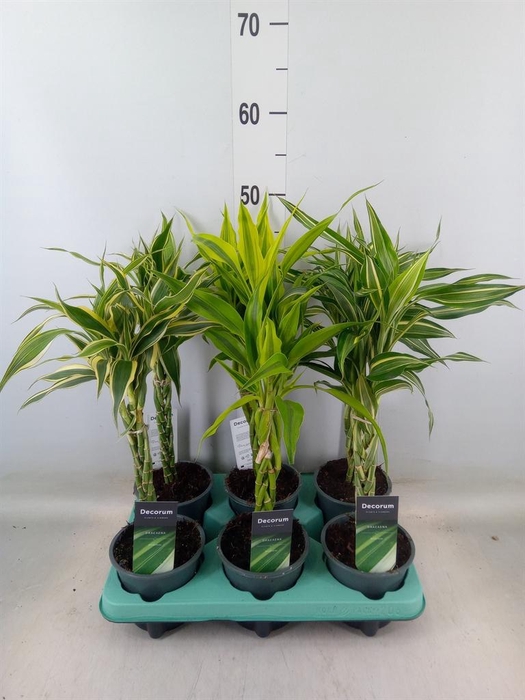 <h4>Dracaena sand.   ...mix 3</h4>