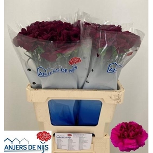 DI ST PURPLE DAMASCU