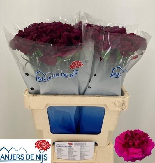 <h4>DI ST PURPLE DAMASCU</h4>