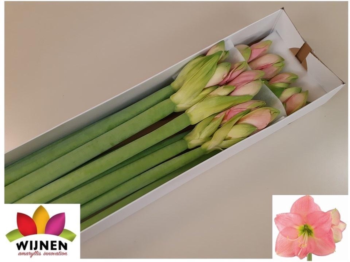 <h4>HIPP DI PARIS</h4>