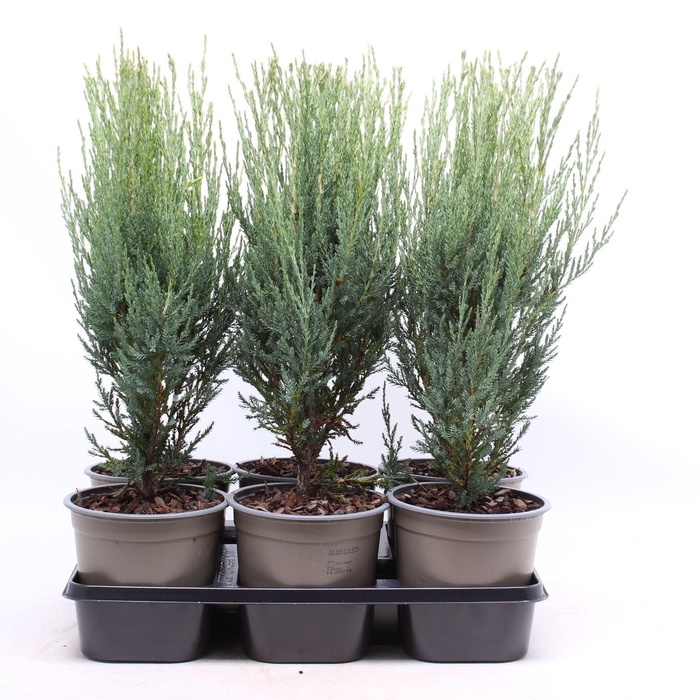<h4>Juniperus scopulorum Blue Arrow</h4>
