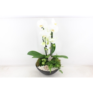 arr2 PL - Ebbischaal x2 phal. wit