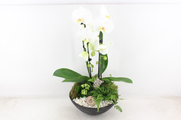 <h4>arr2 PL - Ebbischaal x2 phal. wit</h4>