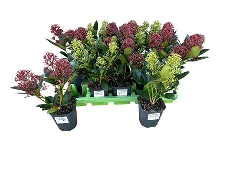 Skimmia Mix