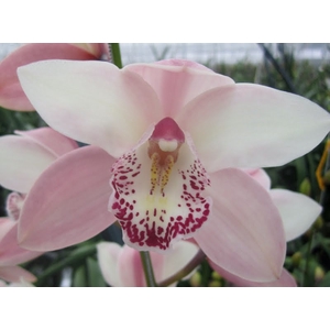 Cymbidium Summer Pink 60 cm X10