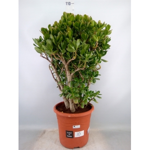 Crassula ovata
