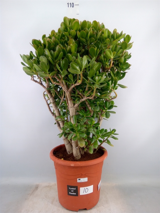 <h4>Crassula ovata</h4>