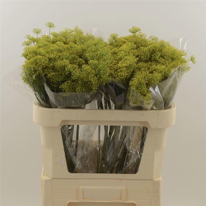 <h4>ANET GRAVEOLENS</h4>