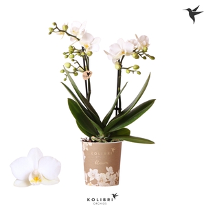 Kolibri Orchids Phalaenopsis Blossom Zurich 2 spike