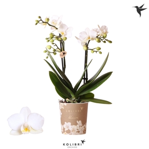 Kolibri Orchids Phalaenopsis Blossom Zurich 2 spike