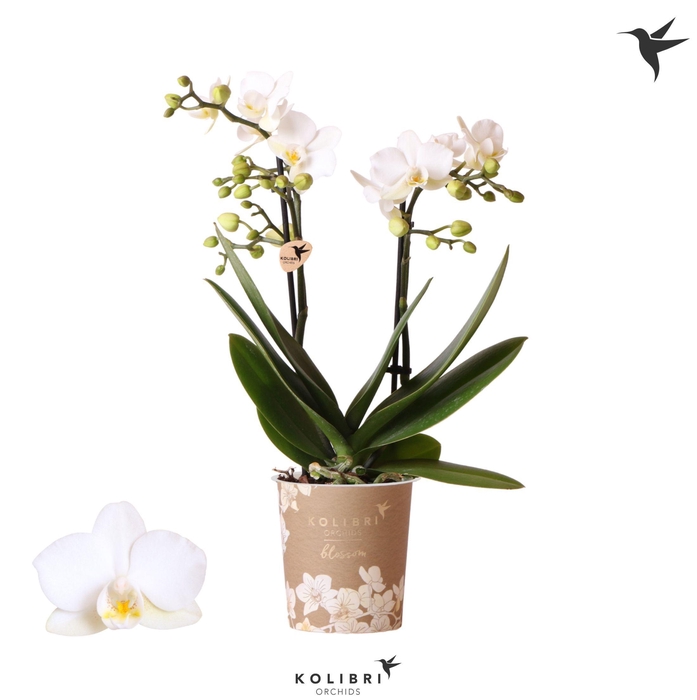 <h4>Kolibri Orchids Phalaenopsis Blossom Zurich 2 spike</h4>
