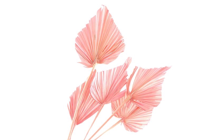 Palm Spear Pink