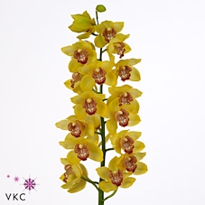 CYMB T YELLOW MONICA