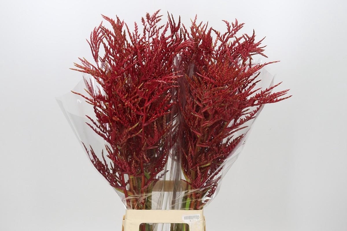 <h4>Bromelia Red Paloma</h4>