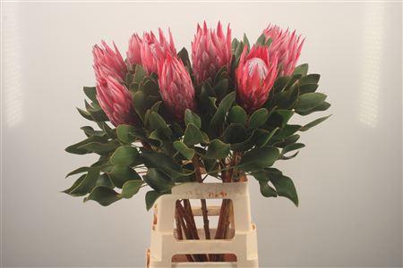 <h4>Protea Madiba</h4>