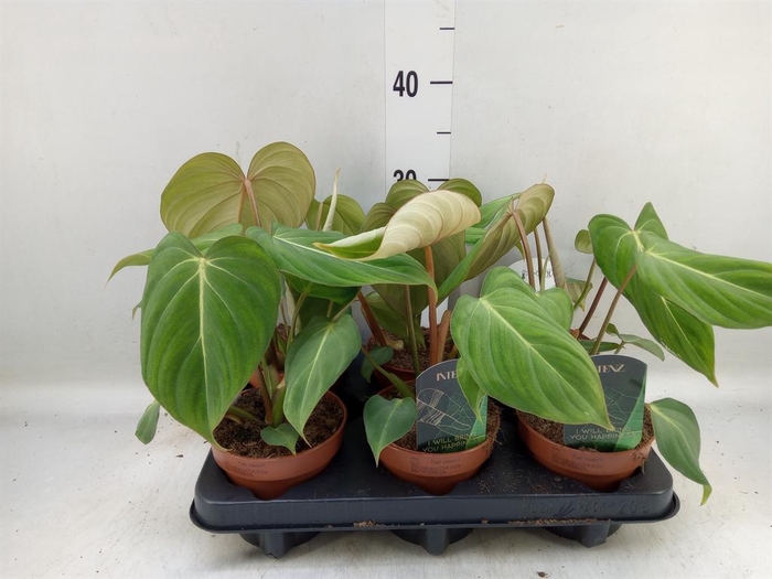 <h4>Philodendron gloriosum</h4>
