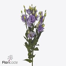 Lisianthus do arena lavender