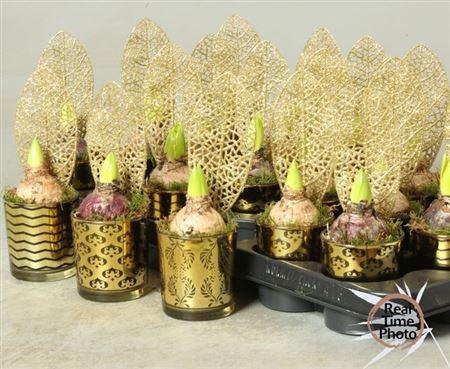 <h4>Arr Hyacinth</h4>