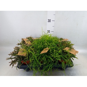 Rhipsalis   ...mix