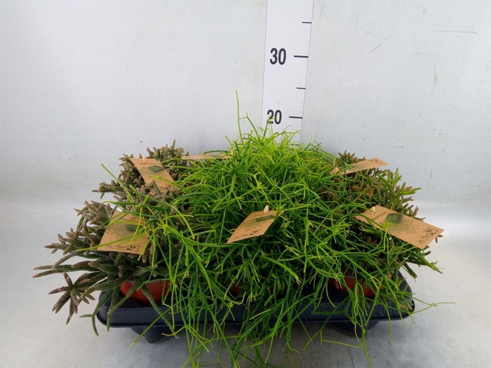 <h4>Rhipsalis   ...mix</h4>