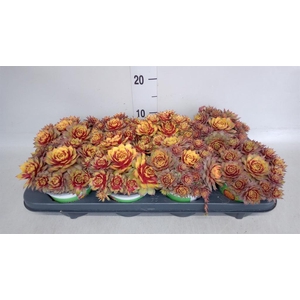 Sempervivum  'ChickCh Gold Nugget'