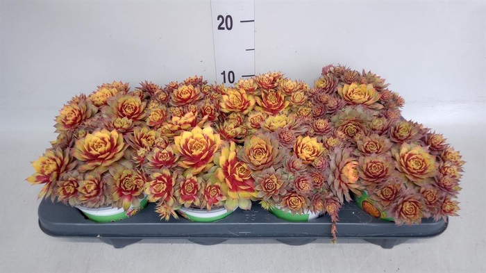 <h4>Sempervivum  'ChickCh Gold Nugget'</h4>
