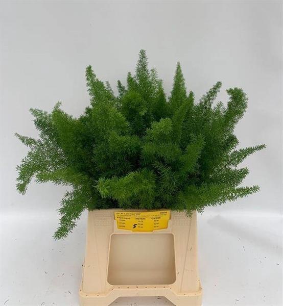 <h4>ASP DENS MEYERS</h4>