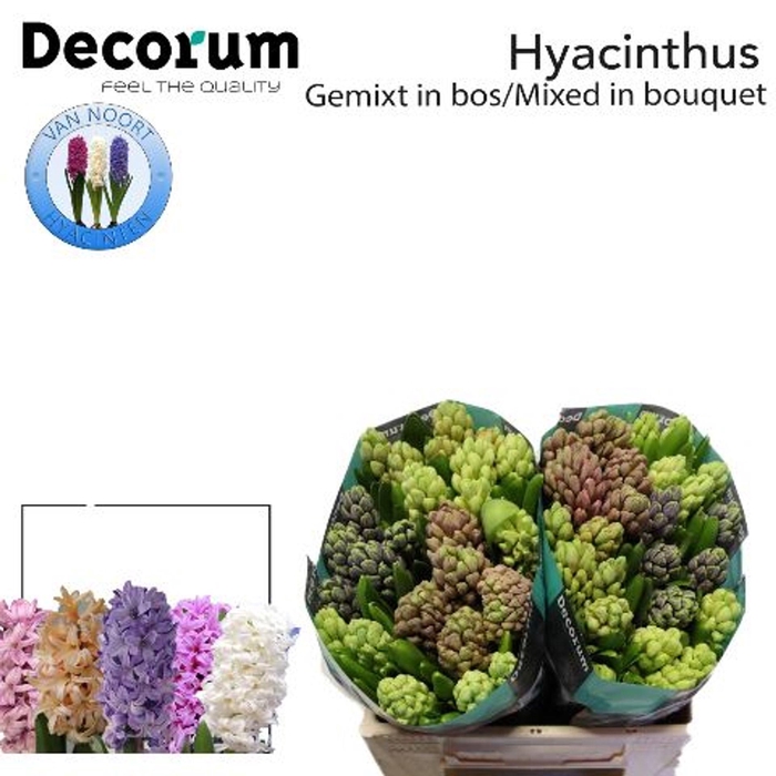 <h4>HYACINTHUS ORIE.   ...MIX 5</h4>