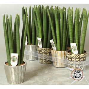 SANSEV CYLINDRICA OV