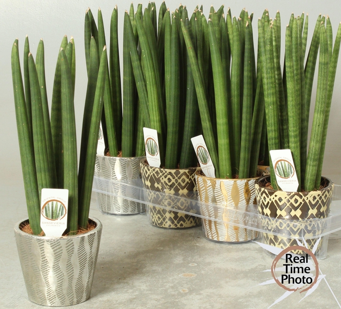 <h4>SANSEV CYLINDRICA OV</h4>