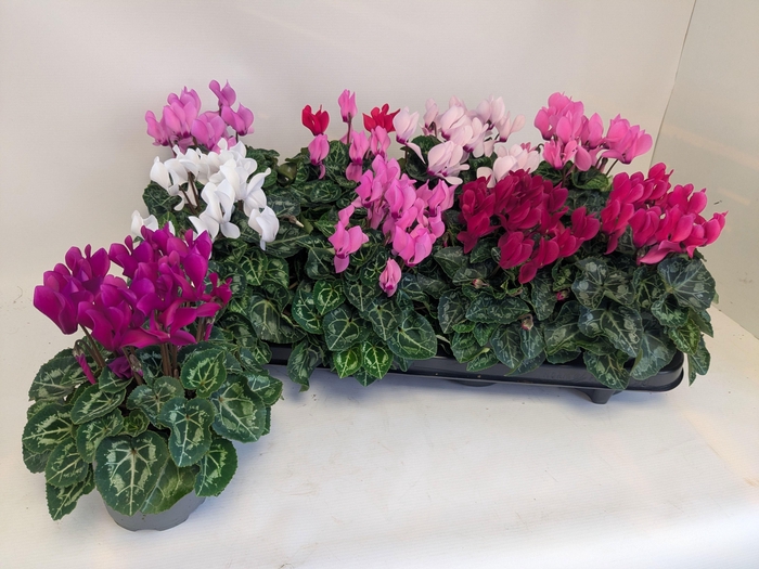 <h4>CYCL KL MACARON</h4>