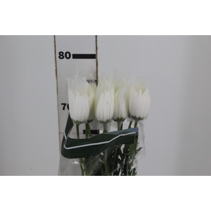 ANASTASIA WHITE 080 CM BRANCO