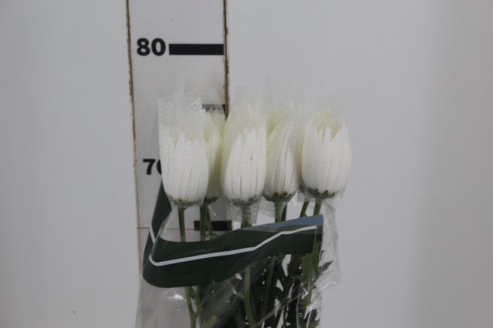 ANASTASIA WHITE 080 CM BRANCO