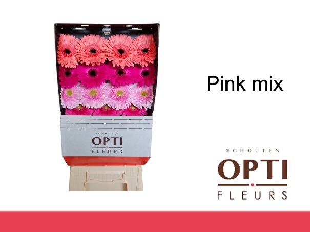 <h4>Gerbera Mix Lila - Pink Diamond</h4>