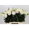 Dahlia White Isa