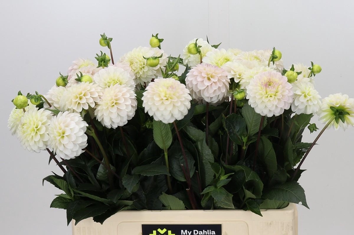 <h4>Dahlia White Isa</h4>