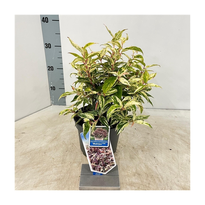 <h4>Leucothoe fontanesiana 'Makijaz' PBR</h4>