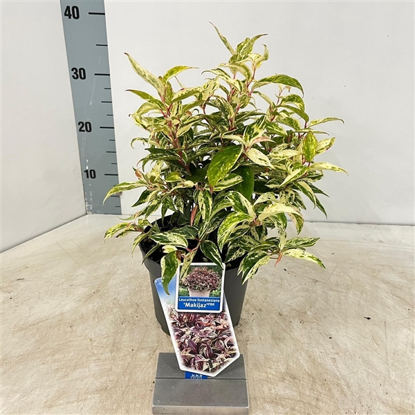 Leucothoe fontanesiana 'Makijaz' PBR