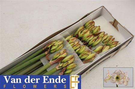 <h4>Hipp Di Picasso</h4>