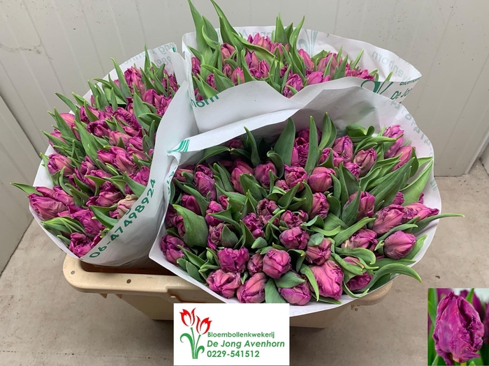 <h4>TU PA PARROT PRINCE</h4>