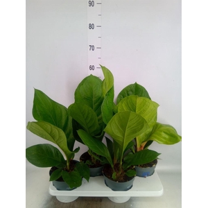 Anthurium crass. 'Karma Birdnest'