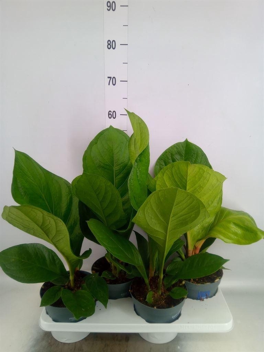 <h4>Anthurium crass. 'Karma Birdnest'</h4>