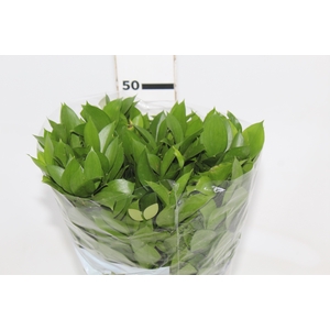 FOLHAGEM RUSCUS 050 CM