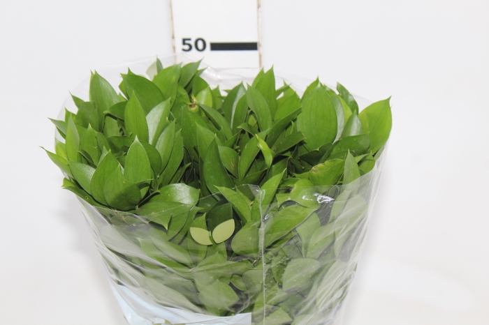 <h4>FOLHAGEM RUSCUS 050 CM</h4>