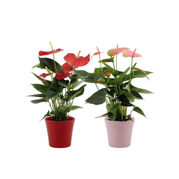 <h4>Anthurium red&pink mix in Boston ceramics</h4>