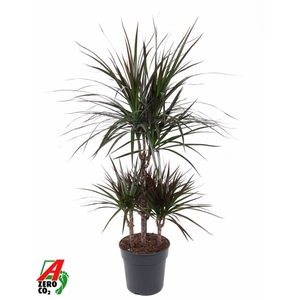 Dracaena Magenta 45-carrousel