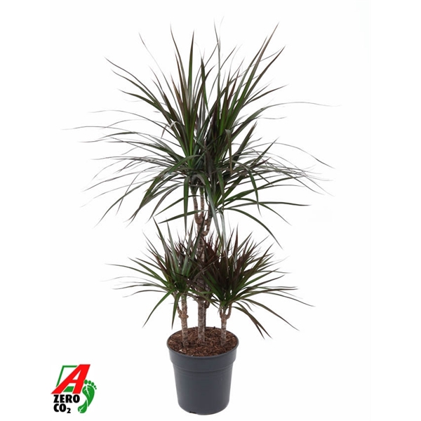 <h4>Dracaena Magenta 45-carrousel</h4>