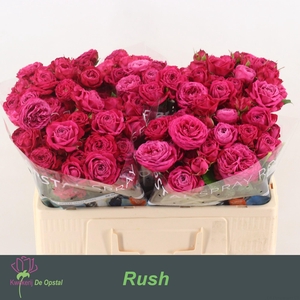 R TR RUSH